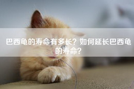 巴西龟的寿命有多长？如何延长巴西龟的寿命？