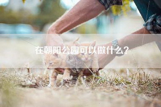 在朝阳公园可以做什么？