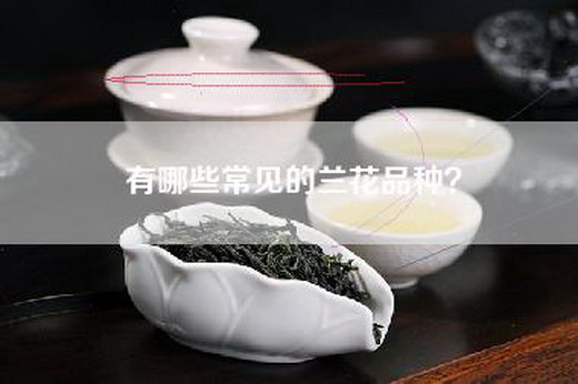 有哪些常见的兰花品种？