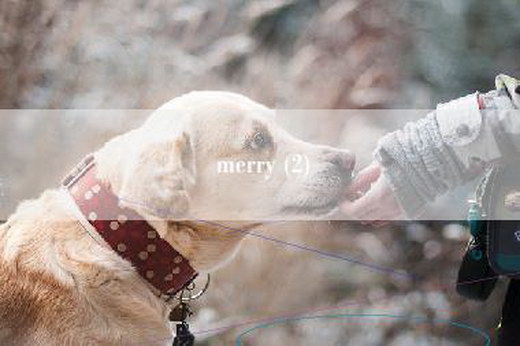 merry (2)