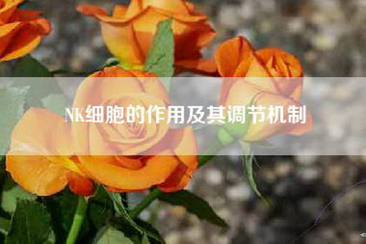 NK细胞的作用及其调节机制