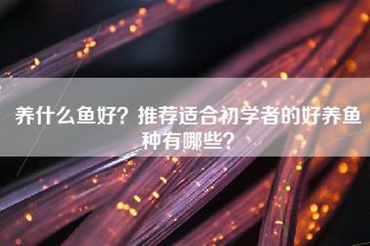 养什么鱼好？推荐适合初学者的好养鱼种有哪些？