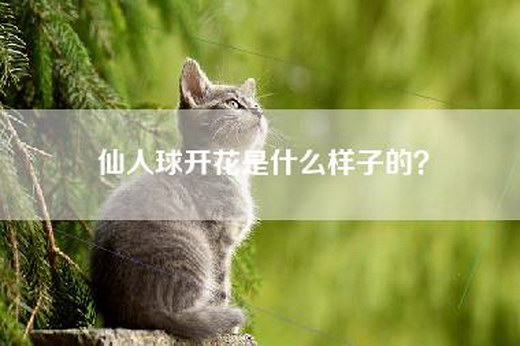 仙人球开花是什么样子的？