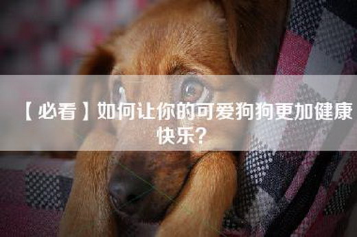 【必看】如何让你的可爱狗狗更加健康快乐？